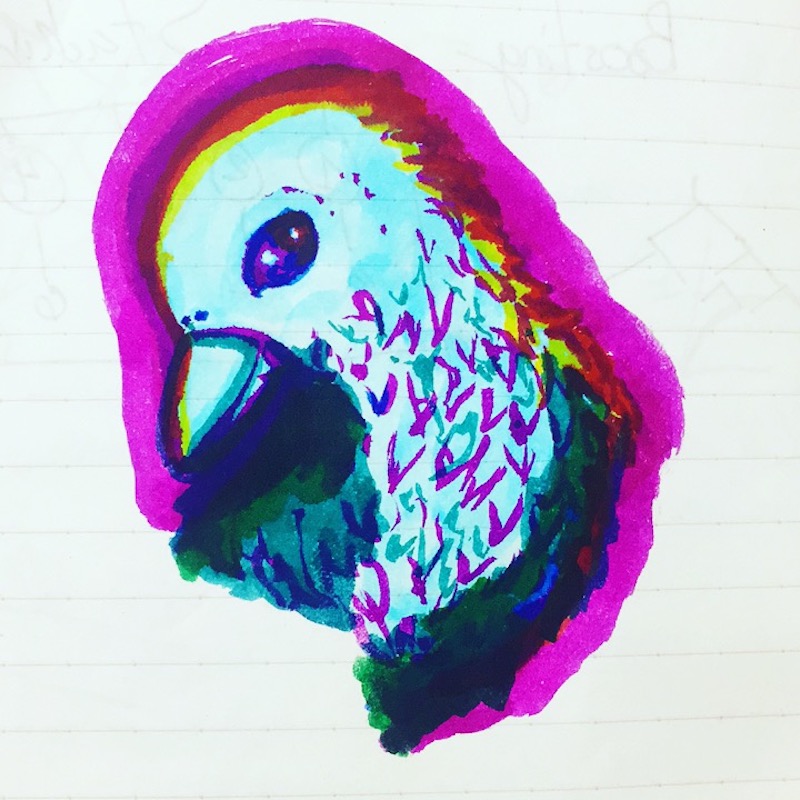 A colorful bird